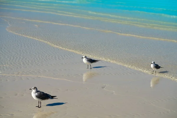 Isla Holbox turquesa en Quintana Roo México —  Fotos de Stock