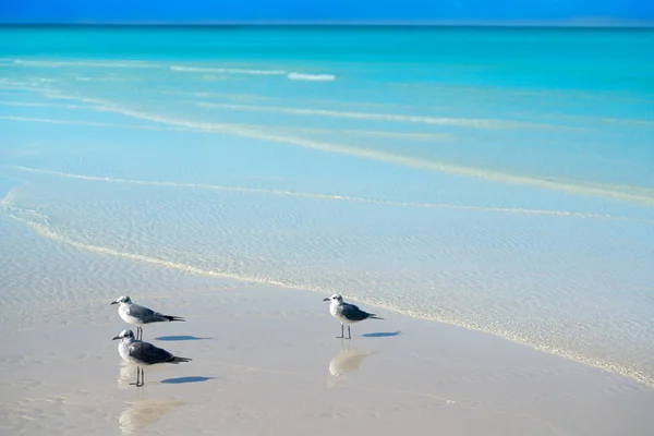 Бирюзовый остров Холбокс в Кинтана-Роо-Мексика — стоковое фото