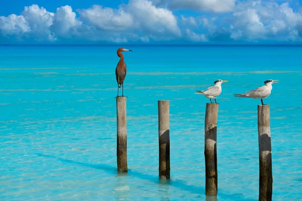 Ternas do Cáspio Real e garça de Egret avermelhada — Fotografia de Stock