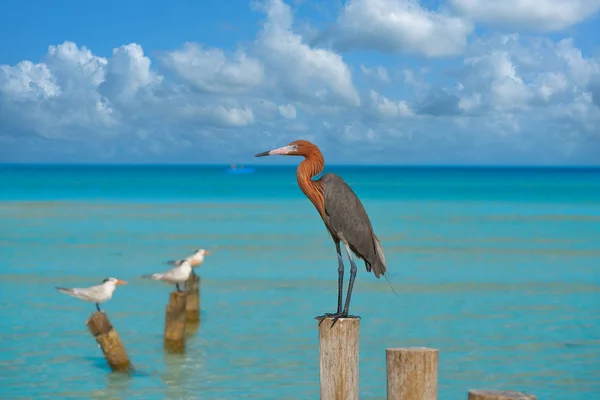 Egretta rufescens or Reddish Egret heron bird — Stock Photo, Image