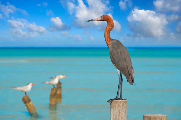 Egretta rufescens or Reddish Egret heron bird — Stock Photo, Image