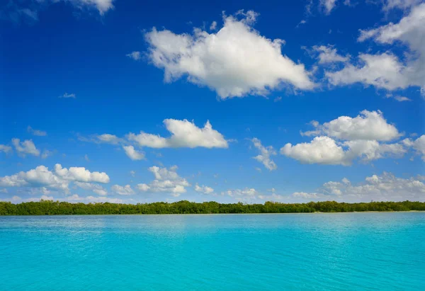 Holbox Island beach mangroove w Meksyku — Zdjęcie stockowe