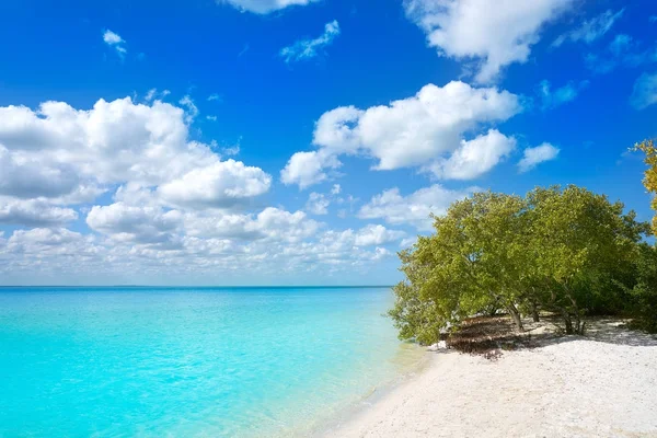 Manguezal de praia Holbox Island em Quintana Roo — Fotografia de Stock