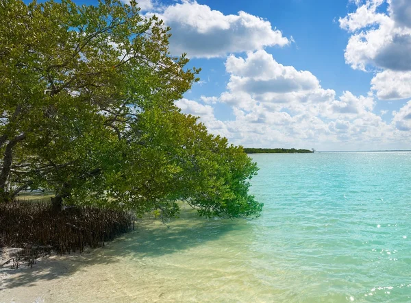 Insel Holbox Strand Mangroove in Quintana Roo — Stockfoto