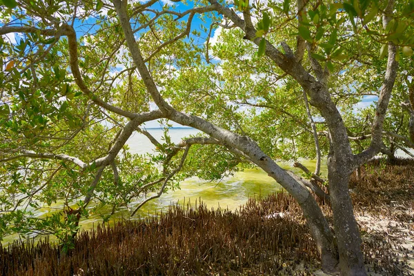 Пляжный мангровый лес Холбокса в Мексике — стоковое фото