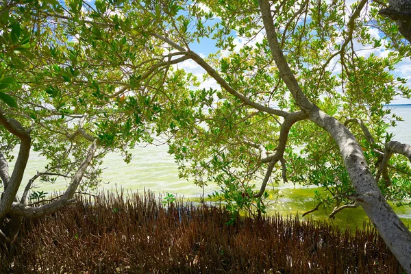 Manguezal de praia de Holbox Island no México — Fotografia de Stock