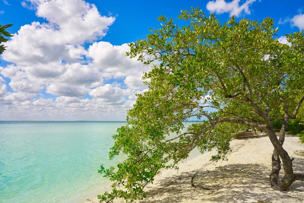 Holbox Island beach mangroove Meksika — Stok fotoğraf