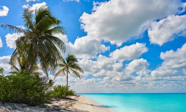 Holbox Isola paradiso spiaggia palma Messico — Foto Stock