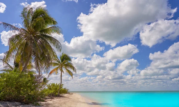 Holbox Isola paradiso spiaggia palma Messico — Foto Stock