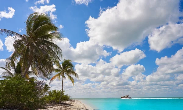 Holbox Ilha paraíso praia palmeira México — Fotografia de Stock