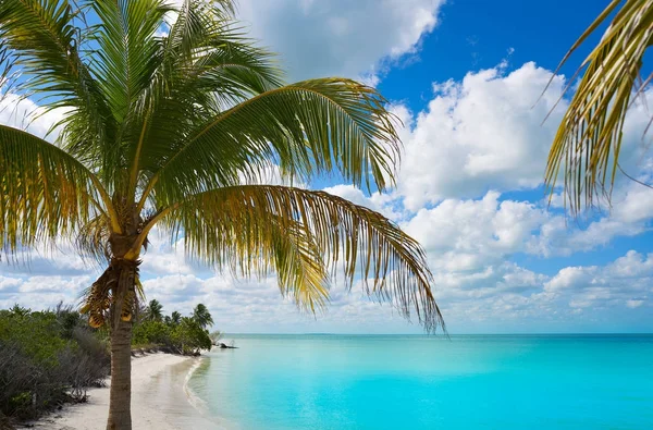 Holbox Ilha paraíso praia palmeira México — Fotografia de Stock