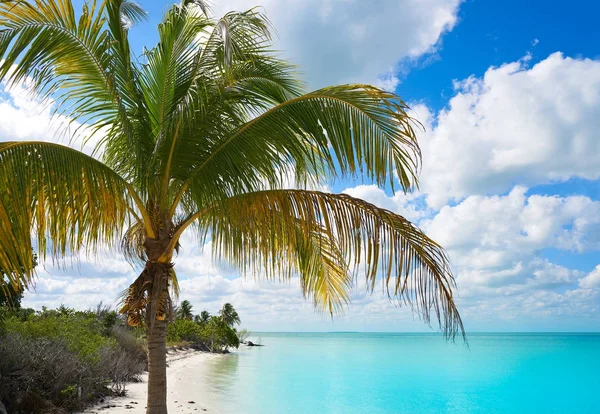 Holbox Island paradise beach palm tree Mexico — Stock Photo, Image