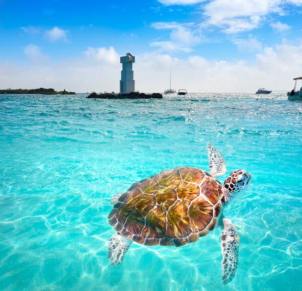 Isla Mujeres lighthouse El Farito snorkel point 