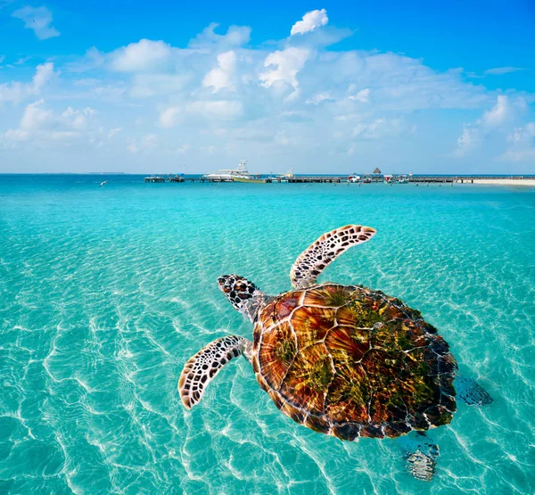 Photomount de tortues dans les Caraïbes Isla Mujeres — Photo