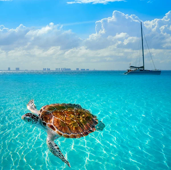 Tartarugas fotomount no Caribe Isla Mujeres — Fotografia de Stock