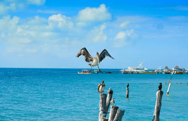 Isla Mujeres island Caribbean beach birds — Stock Photo, Image