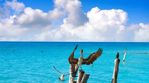 Isla Mujeres Adası Caribbean beach kuşlar — Stok fotoğraf