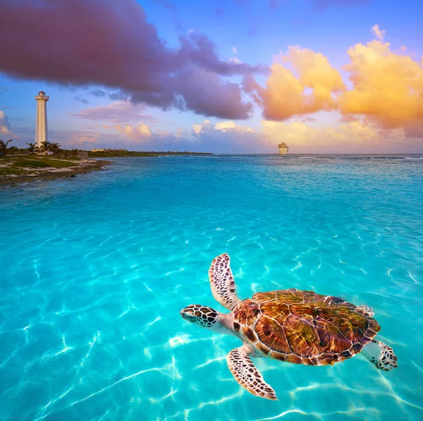 Mahahual Karaibów plaży żółw photomount — Zdjęcie stockowe