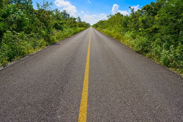 Riviera Maya jungle regenwoud weg — Stockfoto