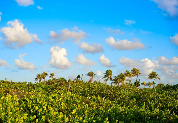 Mahahual Caribe palmeiras selva — Fotografia de Stock
