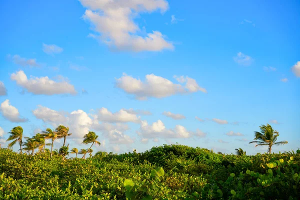 Mahahual Caribe palmeiras selva — Fotografia de Stock