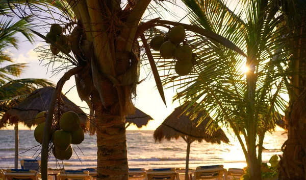 Costa Maya Mahahual Caribbean beach — Stok fotoğraf