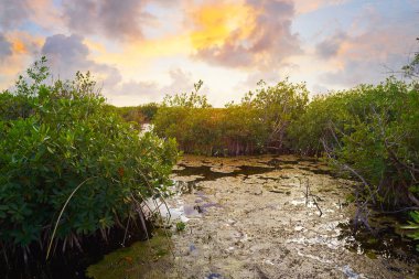 Riviera Maya Mangroove gün batımı