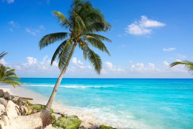 Playa del Carmen beach palm ağaçlar Meksika