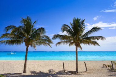 Riviera Maya Karayipler beach coconut palm ağaçlar