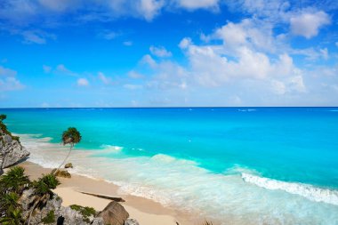 Tulum turkuaz beach palm ağacında Riviera Maya Maya adlı 