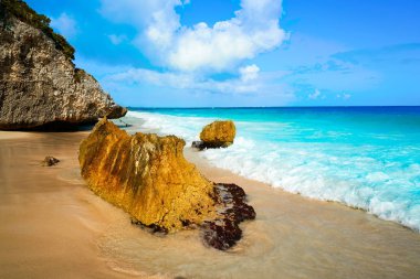 Tulum beach palm ağacında Riviera Maya 