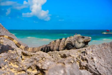 Tulum Riviera Maya, Meksika Iguana