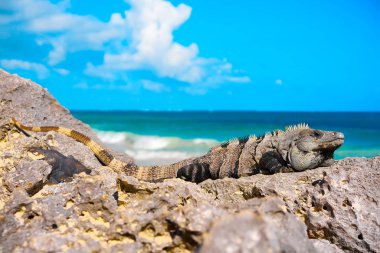 Tulum Riviera Maya, Meksika Iguana