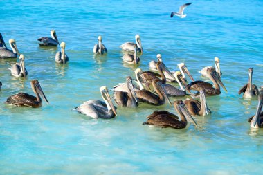 Pelikan kuşlar Karayipler Meksika