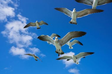 Martılar deniz mavi gökyüzünde uçan martı