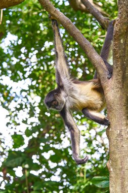 Riviera Maya mono Arana örümcek maymun 