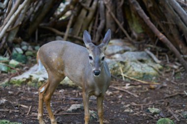 Venado geyik Riviera Maya Meksika