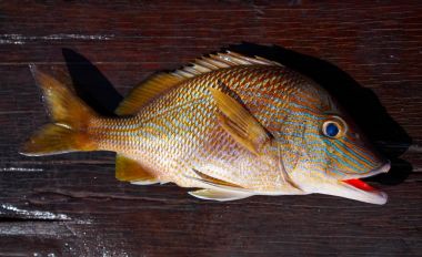 Beyaz homurtu balık Haemulon plumieri