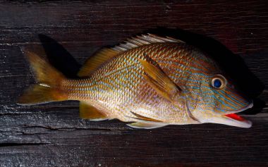 Beyaz homurtu balık Haemulon plumieri