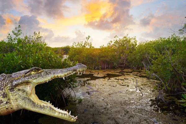 Mangroove crocodilo ilustração Riviera Maya — Fotografia de Stock