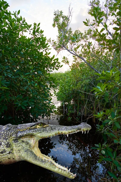 Mangroove απεικόνιση κροκόδειλου Ριβιέρα Μάγια — Φωτογραφία Αρχείου