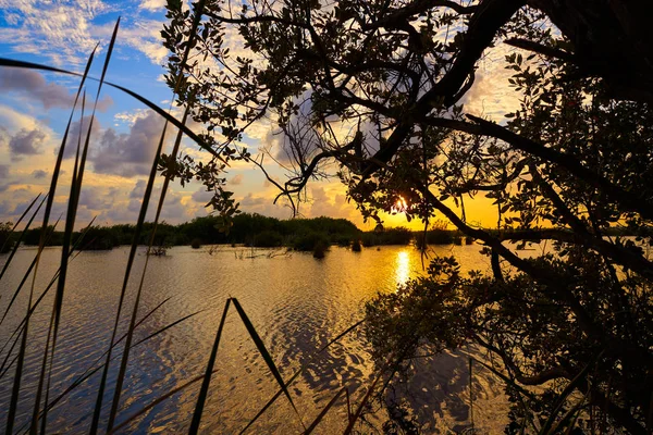 Mangroove zachód słońca w Riviera Maya — Zdjęcie stockowe