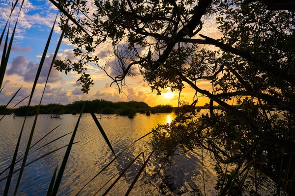 Mangroove zachód słońca w Riviera Maya — Zdjęcie stockowe