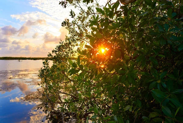 Mangroven Sonnenuntergang in Riviera Maya — Stockfoto