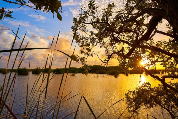 Mangroven Sonnenuntergang in Riviera Maya — Stockfoto