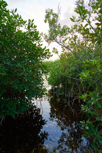 Mangroven Sonnenuntergang in Riviera Maya — Stockfoto