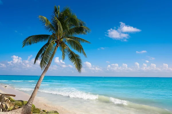 普拉亚德尔卡门海滩棕榈树墨西哥 — 图库照片