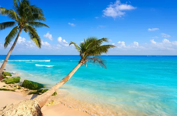 Playa del Carmen strand palmbomen Mexico — Stockfoto