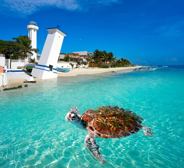 Puerto Morelos turtle photomount Riviera Maya — Zdjęcie stockowe