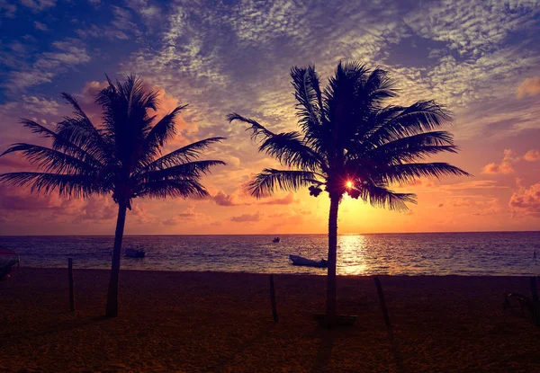 Caribbean sunrise palm träd Riviera Maya — Stockfoto